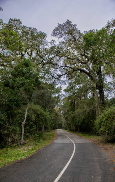 istock Vertical view of a winding road in the woods 1326060196