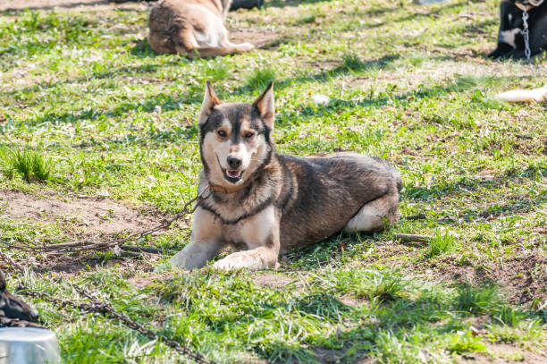 istock Several dogs waiting before the sleddog race 1326060240