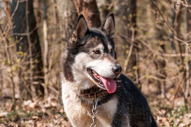 istock Portrait of a sleddog before the race 1326060643
