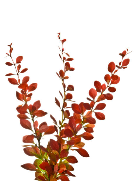 istock Sprigs of barberry in spring isolated on white 1326061645
