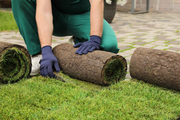 istock Worker unrolling grass sods on pavement at backyard, closeup 1326061658