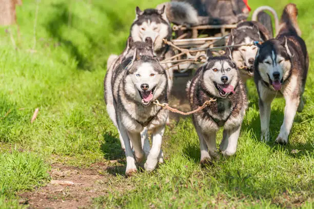 Husky and malamute sleddogs are racing in a green forest environment.