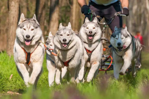 Husky and malamute sleddogs are racing in a green forest environment.