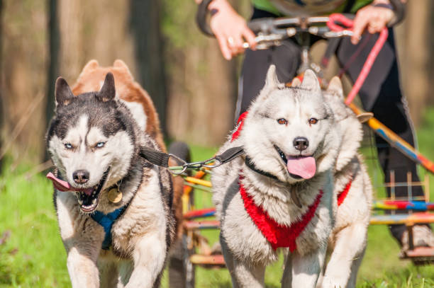 istock Sleddogs racing in a green environment 1326061992