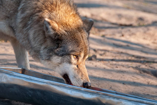 istock Wolf drinking from the bowl in the zoo 1326062059