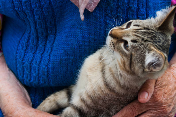 istock Elderly woman's hands with young cat 1326062181