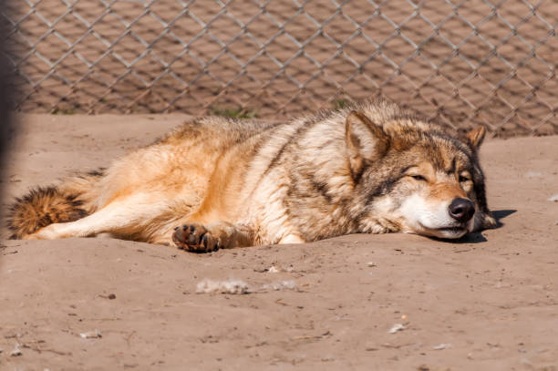 A beautiful wolf lying and resting in the zoo in a sunny daytime.