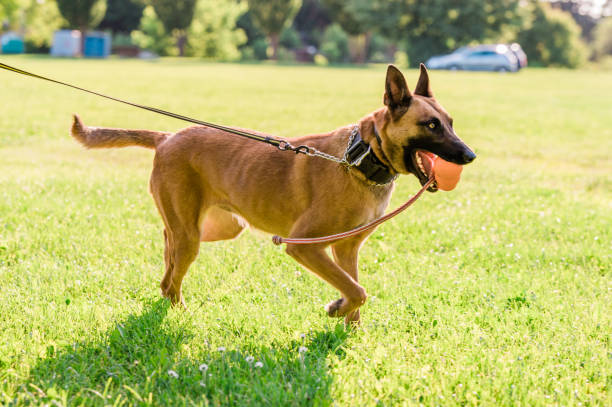 istock Belgian malinois playing fetch in the park on a sunny day 1326062358