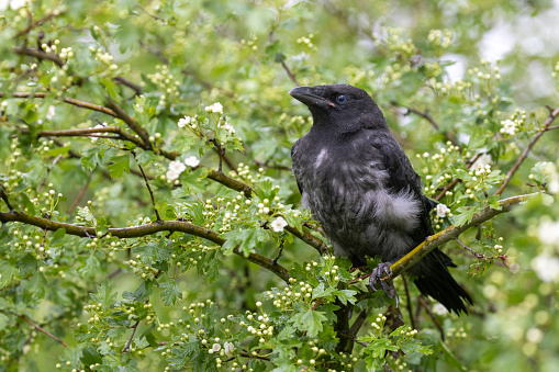 Young carrion crow (Corvus corone) perching in a flowering hawthorn bush.