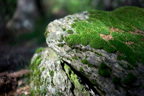 istock Green moss on the rock in the forest 1326063654