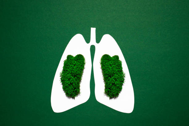 Paper silhouette of anatomical lungs with natural moss on a green background. Healthy breathing concept. Paper silhouette of anatomical lungs with natural moss on a green background. Healthy breathing concept. papery stock pictures, royalty-free photos & images