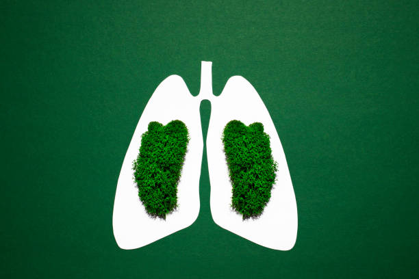 бумажный силуэт анатомических легких с натуральным мхом на зеленом фоне. концепция здорового дыхания. - papery стоковые фото и изображения