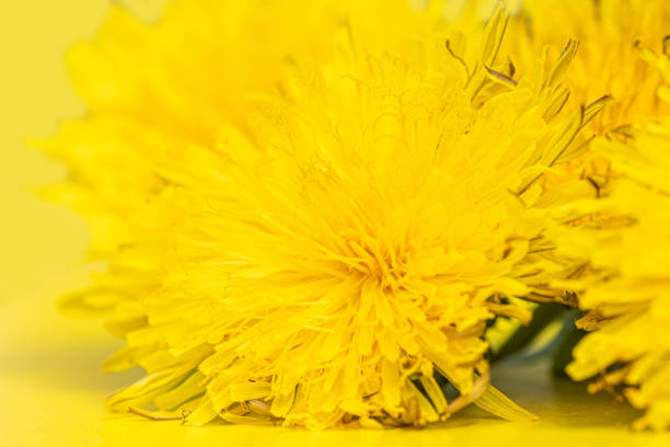 Closeup of dandelion flowers in a wicker basket. Wild edible plant harvested in spring.