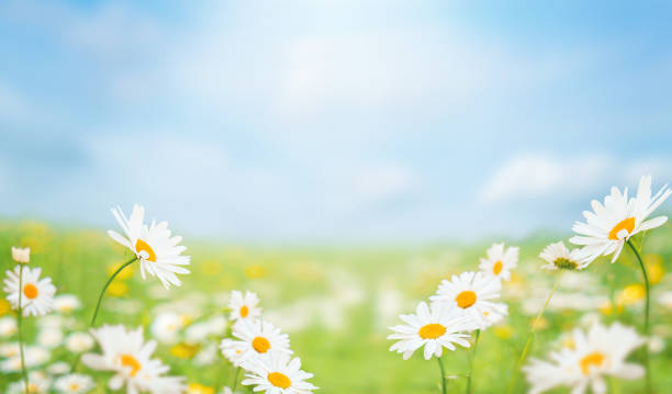 istock Background for summer, nature, ecology and environmental conservation concept. 1326064798