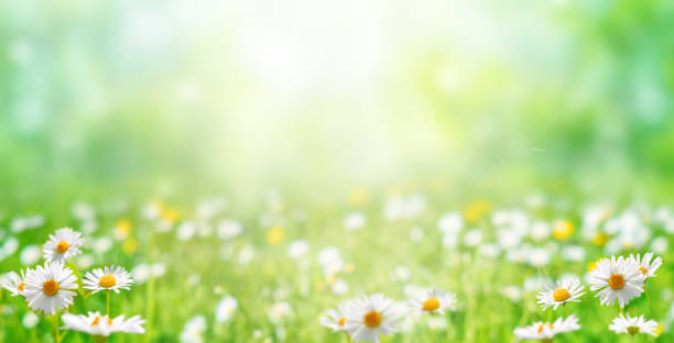 istock Meadow with green grass and daisy flowers. 1326065317