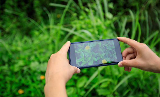 istock Hands using mobile phone taking picture in summer nature 1326065437