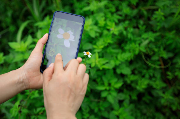 istock Hands using mobile phone taking picture in summer nature 1326065685