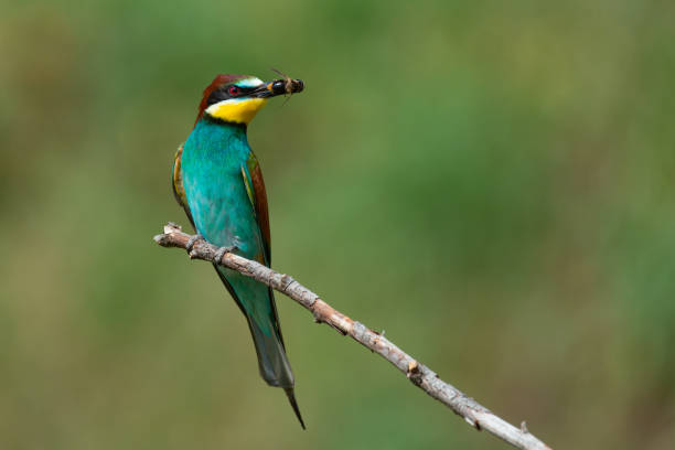 istock European bee-eater Merops Apiaster in the wild, with a bee in its beak 1326066007