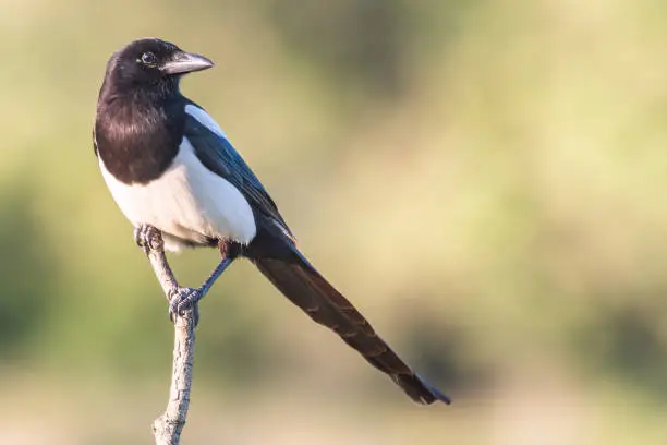 Close up of Common magpie Pica pica.