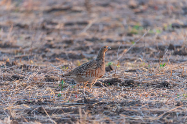 istock Portrait of Grey Partridge, perdix perdix, hunting bird 1326066134