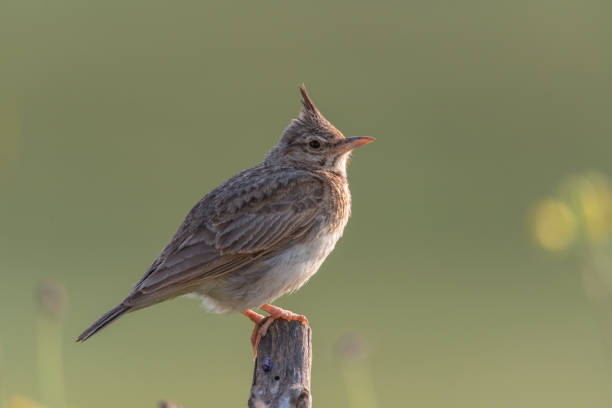 istock The common crested lark sits on dry branches. Galerida cristata 1326066334