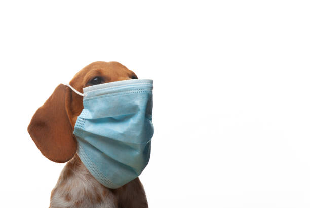 istock image of dog mask white background 1326068531