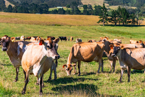 istock Herd of cows on pasture in sunny day, close up view 1326068799