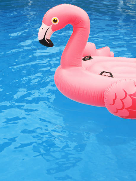 istock pink flamingo in swimming pool 1326069525