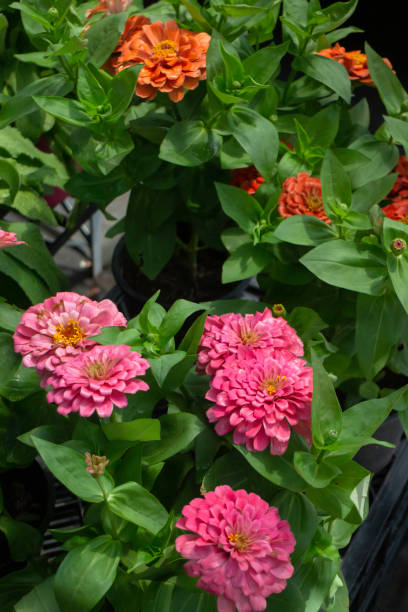 istock Green summer plant in outdoors market 1326069861