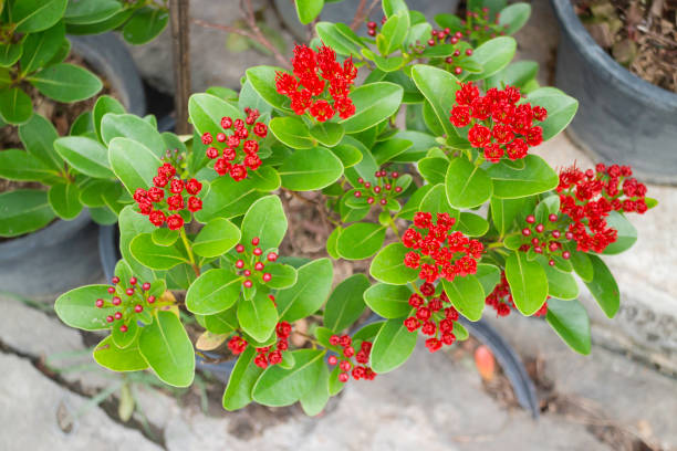 istock Green summer plant in outdoors market 1326069901