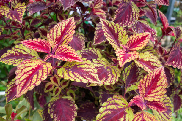 istock Green summer plant in outdoors market 1326069903