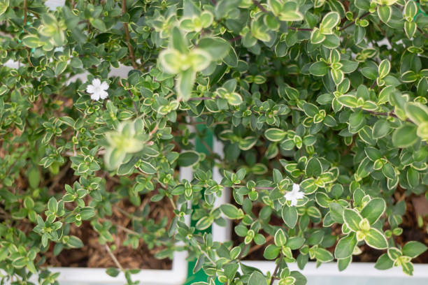 istock Green summer plant in outdoors market 1326069970