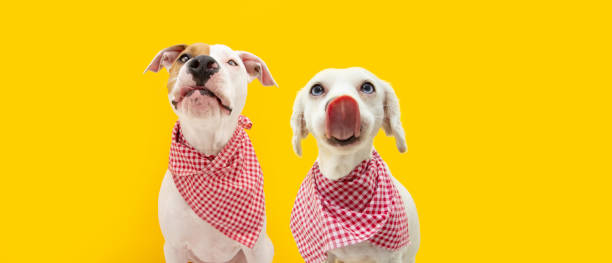 bannière deux chiens affamés lèche droit portant une serviette à damier, isolé sur fond jaune. concept alimentaire - dog eating pets licking photos et images de collection