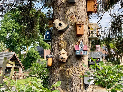 Bird houses on pine tree