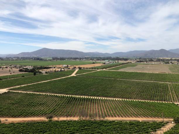 istock Winery region in the horizons and a mountain range 1326071656