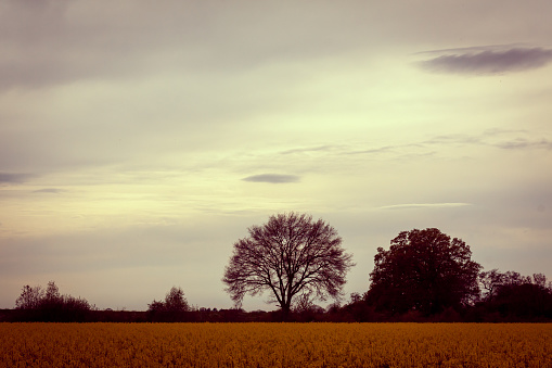 View ober the north german countryside with a tree and a dramatic sky