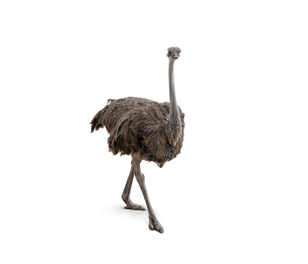 Brown feathered flightless bird, full body, posing and standing African Ostrich isolated on white background. Adorable animal with long skinny legs, two toes, round body, small wings, long neck and cute face with long beak.