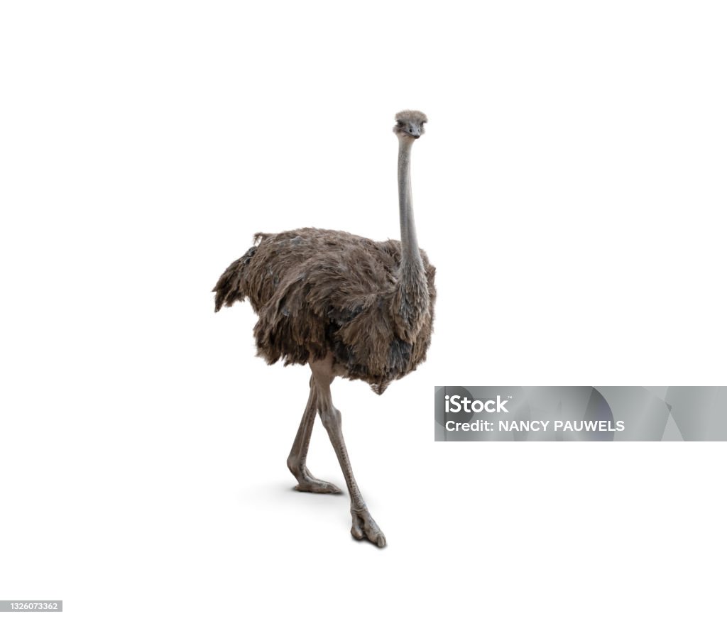 Cute ostrich isolated on white background. Brown feathered flightless bird, full body, posing and standing African Ostrich isolated on white background. Adorable animal with long skinny legs, two toes, round body, small wings, long neck and cute face with long beak. Ostrich Stock Photo