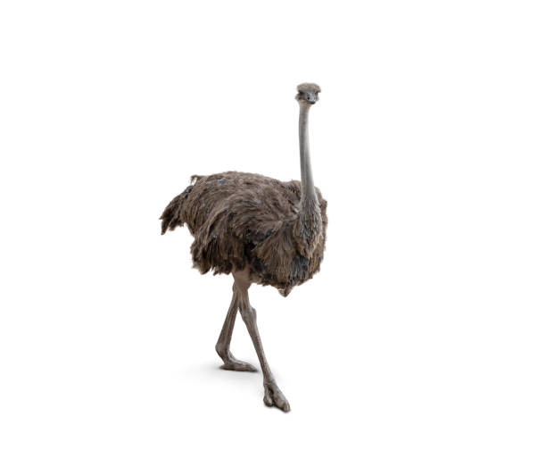 Cute ostrich isolated on white background. Brown feathered flightless bird, full body, posing and standing African Ostrich isolated on white background. Adorable animal with long skinny legs, two toes, round body, small wings, long neck and cute face with long beak. ostrich stock pictures, royalty-free photos & images