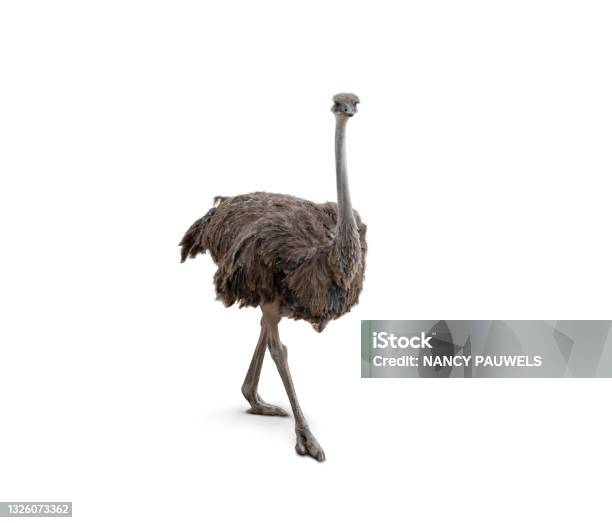 Cute Ostrich Isolated On White Background Stock Photo - Download Image Now - Ostrich, White Background, Cut Out