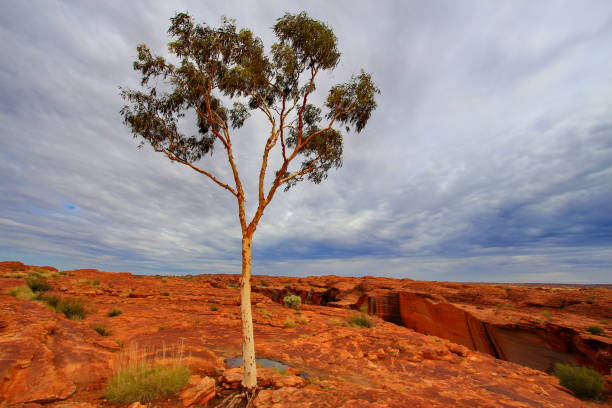 istock Kings Canyon in central Australia 1326074277