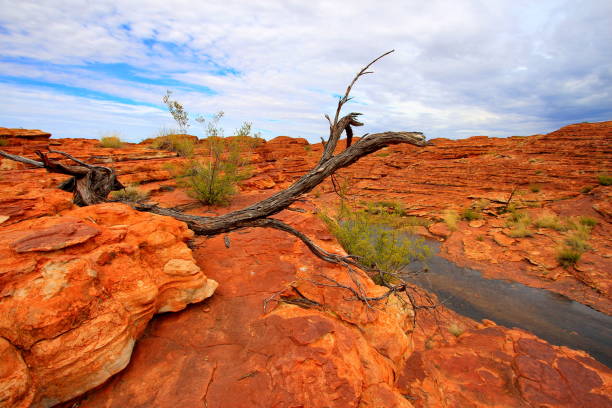 istock Kings Canyon in central Australia 1326074303