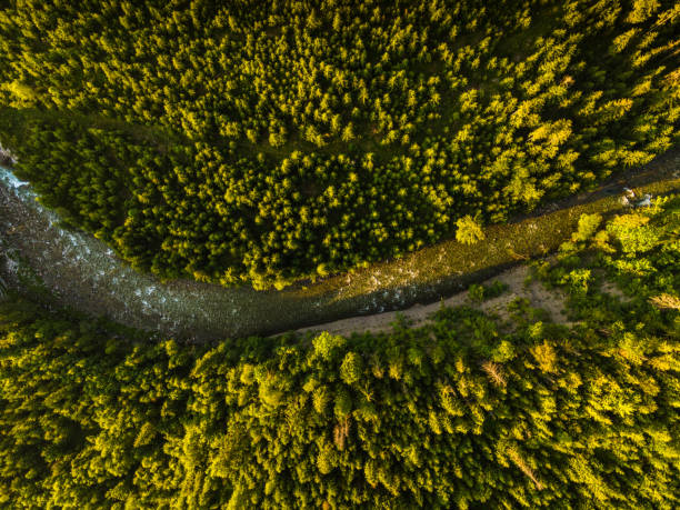 istock Bialka Mountains River Flowing Trough Forest. Drone Top Down View 1326074345