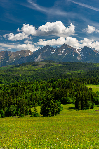 Scenic High Tatras Mountains and  Green Pasture in Lapszanka Valley at Summer. Polish Podhale Landscape.