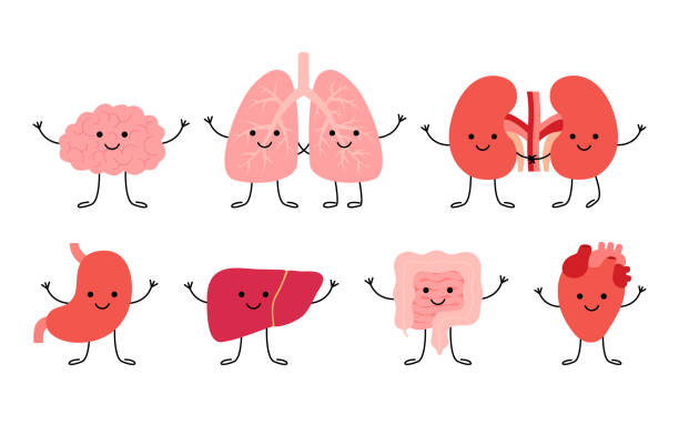 set niedlich lächeln glücklich glücklich menschlichen gesunden starken organe zeichen. gehirn, lunge, nieren, magen, leber, darm und herzorgane. vektor-cartoon kawaii-illustration - human lung anatomy human heart healthcare and medicine stock-grafiken, -clipart, -cartoons und -symbole