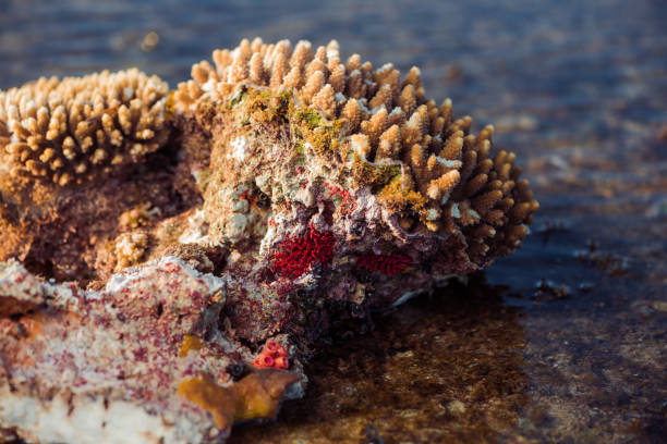 istock sea scape with corals and seaweed 1326083350