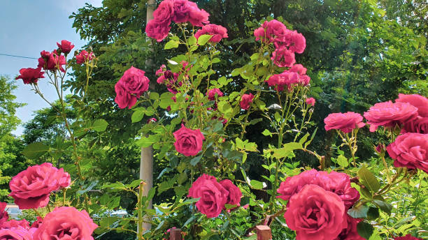 istock Colorful and beautiful roses 1326084811