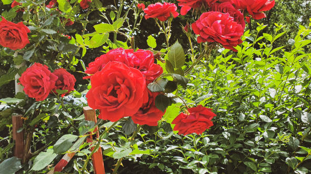 istock Colorful and beautiful roses 1326084828