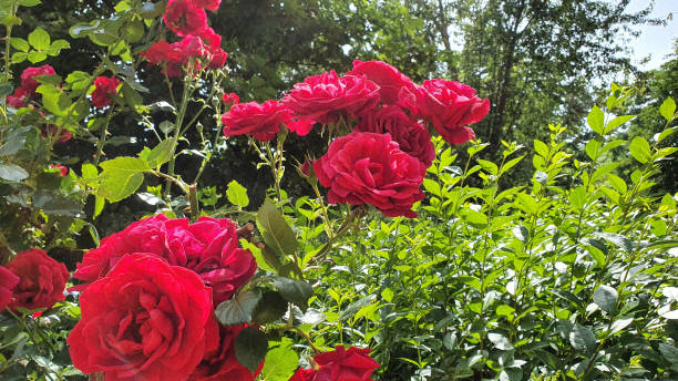 istock Colorful and beautiful roses 1326084860