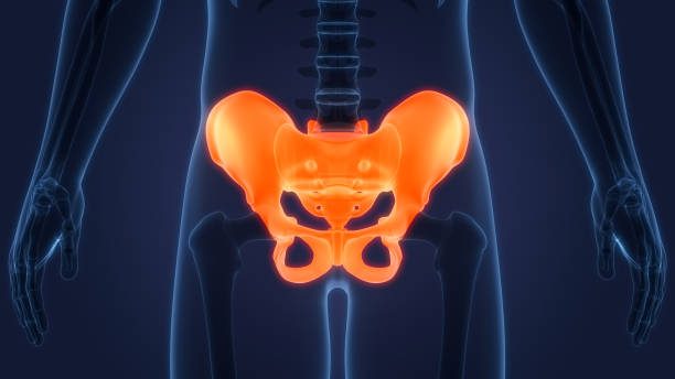 istock Human Skeleton System Pelvic Girdle Anatomy 1326085813